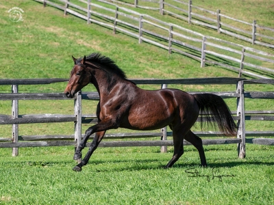 Horses for Sale and Lease - MatchnRide.com